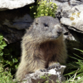 Alpine marmot