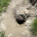 Alpine marmots burrow