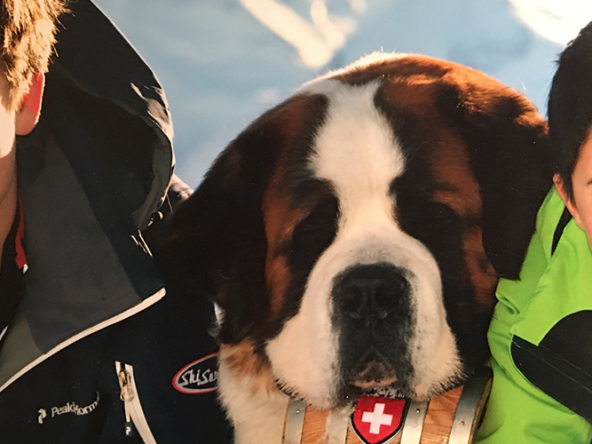St Bernard Dogs